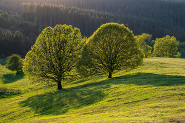 Scenic Landscape view and a pair of trees in the backlight of the sunset © Ji