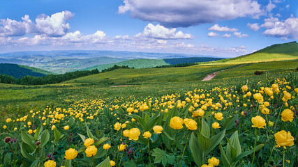 A vibrant alpine meadow filled with yellow globeflowers (Trollius europaeus) stretches beneath a...