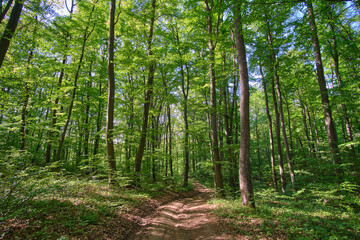 A peaceful forest path winds through a lush, sunlit woodland with tall green trees and dappled sunlight filtering through the canopy, inviting a tranquil walk in nature's shade