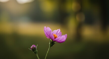 Fototapeta premium Flower in Bloom Captured in Perfect Outdoor Lighting and Detail