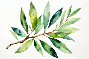 Obraz premium Watercolor illustration of olive branch with green leaves and brown stem isolated
