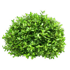 Dense Green Bush with Rounded Shape and Transparent Background Isolated Plant