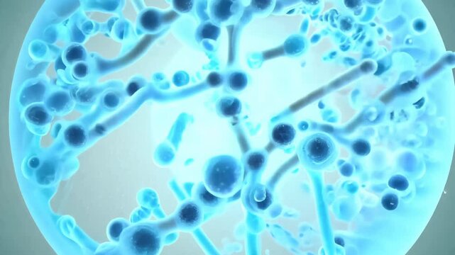 A biologically accurate 3D animation showing human cell mitosis. Visualize each phase: prophase, metaphase, anaphase, and telophase, with chromosomes and spindle fibers clearly visible