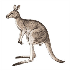 kangaroo Vector