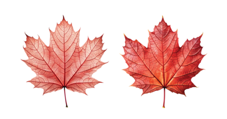 Maple Leaf Single: A single red maple leaf with detailed veins, autumn-inspired, transparent PNG