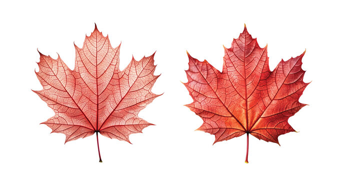 Maple Leaf Single: A single red maple leaf with detailed veins, autumn-inspired, transparent PNG