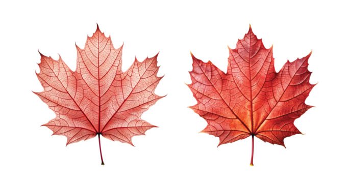 Maple Leaf Single: A single red maple leaf with detailed veins, autumn-inspired, transparent PNG