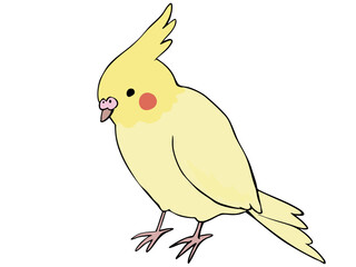 色とりどり オカメインコ イエロー