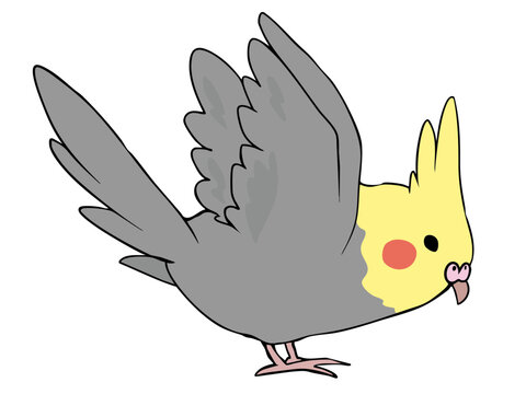 オカメインコ Images – Browse 705 Stock Photos, Vectors, and Video