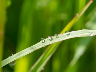 葉に残る朝露の水滴