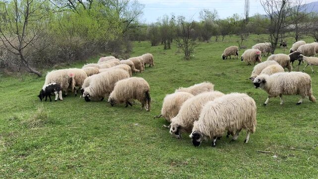 Sheep herd with long wool standing in a grass grazing in cloudy day. Slow motion.