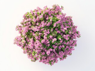 Beautiful Blooming Flower Tree Isolated on White Background for Landscape and Architecture Drawing Elements