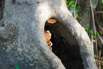 Mangrove swamp conservation to help native species and ocean life and fish stocks recover and control erosion.