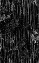 Wattle Fence with the Leaves of the Plants Growing through it Grayscale Vertical Image. Lath Fence With Sprouts Leaves Monochrome Texture Background