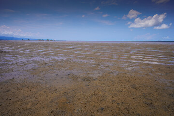 Mangrove swamp conservation to help native species and ocean life and fish stocks recover and control erosion.