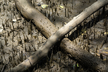 Mangrove swamp conservation to help native species and ocean life and fish stocks recover and control erosion.