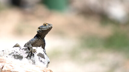 Starred Agama, Laudakia stellio on a rock with blurred background. Lizard watching around or sunbathing. Animal. Reptile. Wildlife. Left aligned for text. Copy space. 