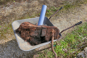 Root mass removed from a blocked drainage system and placed in a wheelbarrow to give an indication...