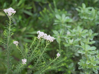 ライスフラワー