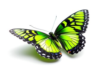 Obraz premium Vibrant Green Butterfly Isolated