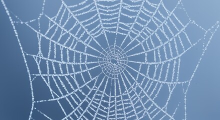 Obraz premium Frozen Spiderweb: A Delicate Masterpiece of Nature's Art