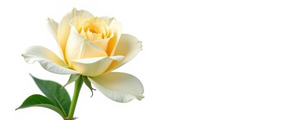 Obraz premium A single blooming flower isolated on white background, green, bloom, foliage