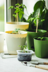 Concept of urban home gardening, growing organic vegetables. Growing cherry tomato seedling plants in re-used plastic pots on balcony window sill. Sustainable lifestyle, eco friendly hobby, recreation