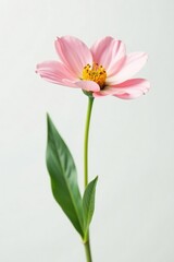 Obraz premium Delicate flower in isolation against white background, simplicity, white