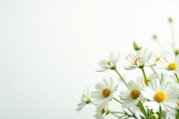 Obraz premium Delicate white wildflowers against pure white background, delicate, floral, petals