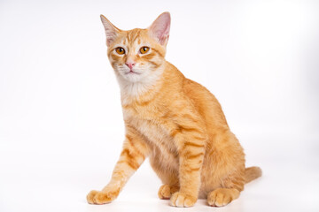 Ginger Cat, A seated orange tabby cat with bright eyes, capturing a calm and inquisitive expression against a white background. kitten