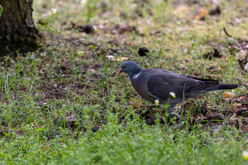 A wood pigeon(Columba palumbus) standing among grass and fallen leaves. Its greyish-blue feathers, white neck markings, and red beak contrast with the natural background.