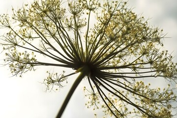 Obraz premium Close-Up of Fennel Flower Head Against a Bright Sky with Natural Botanical Elegance