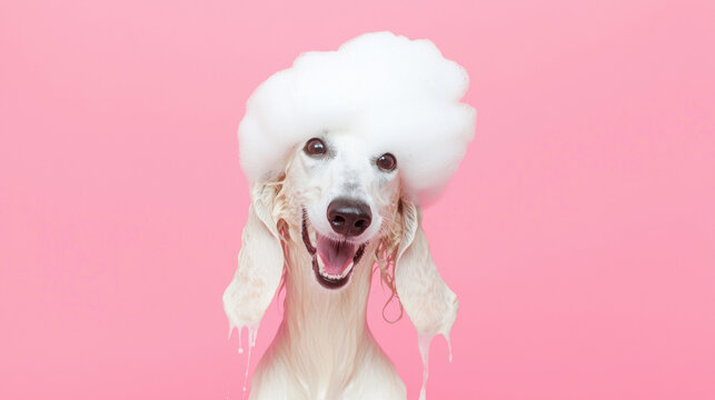 A fluffy Afghan hound dog with soap foam bubbles on its head smiles enjoys bath time happy on light pink background. fun pet grooming hygiene playful cute poster