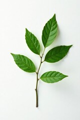 Fototapeta premium Single branch on white background with slight texture, natural, organic