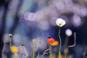 光を浴びるカラフルなポピーの花