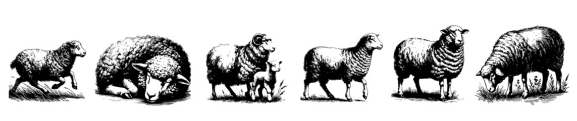 Vintage black and white illustrations of sheep in various poses, including grazing, walking, resting, and jumping, with detailed wool texture and rural charm.