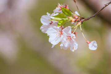 満開の赤城南面千本桜