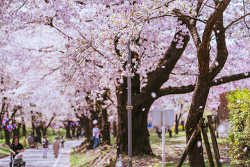 満開の赤城南面千本桜
