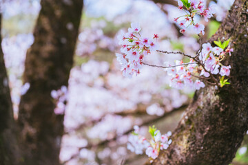 満開の赤城南面千本桜