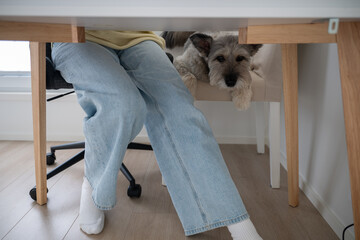 Cozy dog lying under a desk near a person wearing jeans, home office companionship concept