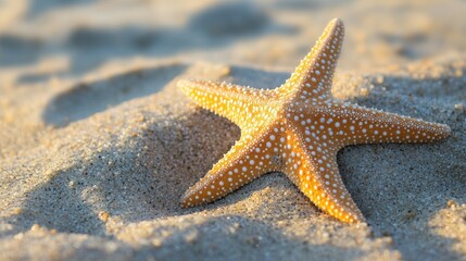 Close-up view of a starfish resting on sandy beach.