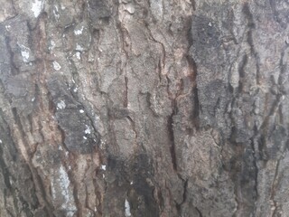 Close-up tree bark texture background with natural wood pattern and rough surface, ideal for nature-themed backgrounds and pattern designs.