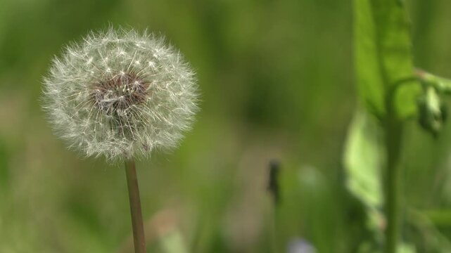 A close-up of the dandelion puffsseed fluttering in the wind.
