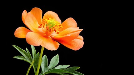 Obraz premium Delicate miniature flower in full bloom with radiant orange stamen, soft curves of petals lit softly against a pure black backdrop