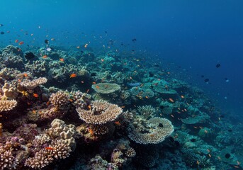 Fototapeta premium Underwater view of coral reef teeming with colorful fish in clear blue ocean
