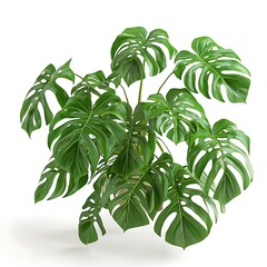 Obraz premium Unveiling the Majesty of Monstera Deliciosa A Comprehensive Guide to Cultivating and Caring for This Iconic Houseplant with Perforated Leaves