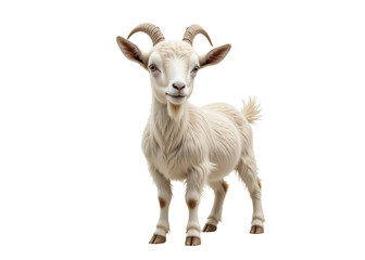 Obraz premium White goat standing on a transparent background, isolated on transparent background, animal, farm, livestock