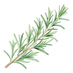 Fototapeta premium Delicate Rosemary Sprig Clipart for Cooking Watercolor Herb Illustration