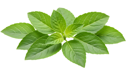 Organic Holy Basil Leaves in Bowl – Herbal Medicine