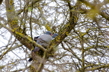 Two wood pigeons nestled quietly on a mossy branch in spring thicket. Calm pigeons resting in dense branches, eye-level shot, peaceful mood, springtime forest intimacy, nature observation concept.